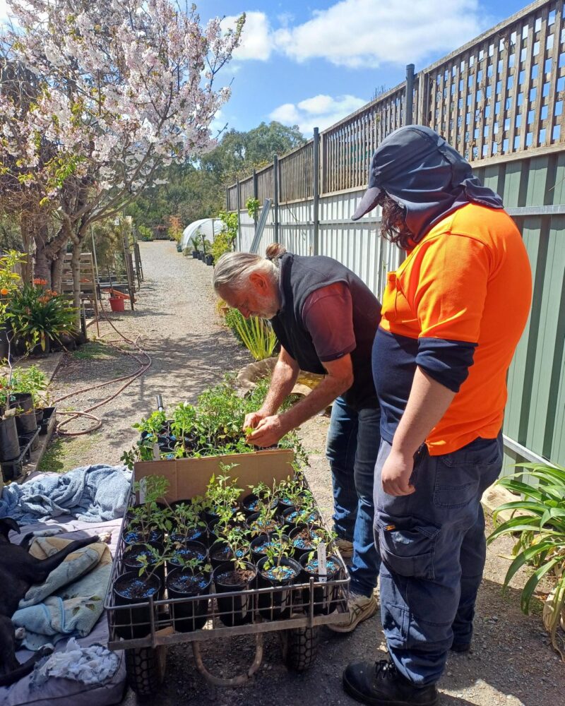 Luke watching how to tend to the plants at his work experience at the garden centre